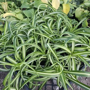 Bonnie Curly Spider Plant Live Plant – 4 inch Pot – Indoor Houseplant - Image 2