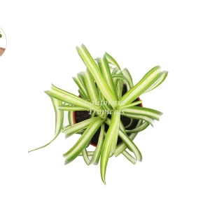 Bonnie Curly Spider Plant - Live Potted Houseplant - 4 inch Nursery Pot - Indoor - Image 2