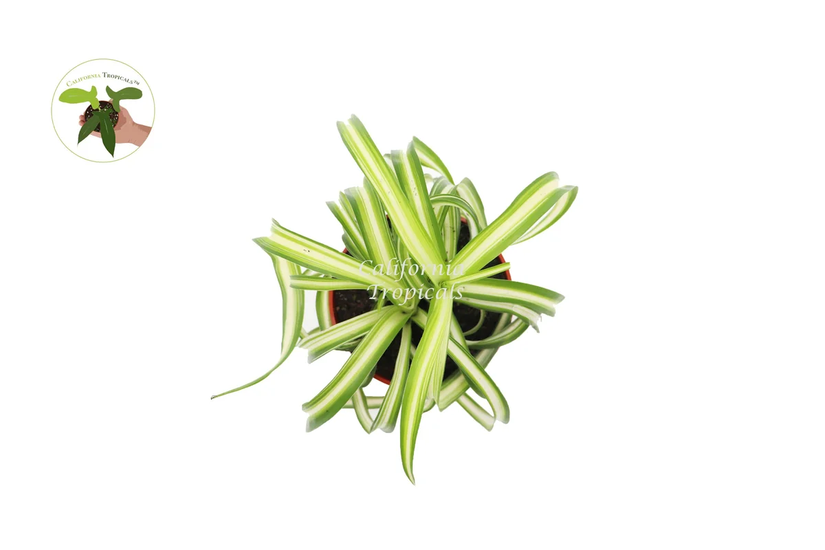 Bonnie Curly Spider Plant - Live Potted Houseplant - 4 inch Nursery Pot - Indoor - Image 2
