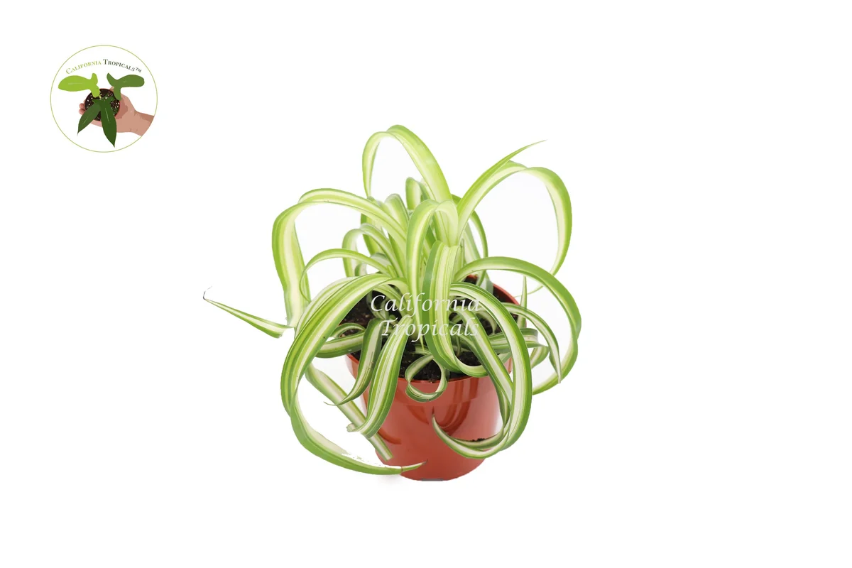 Bonnie Curly Spider Plant - Live Potted Houseplant - 4 inch Nursery Pot - Indoor - Image 1