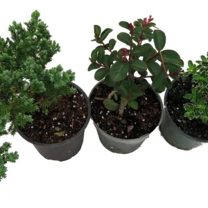 Bonsai Assortment - 3 Live Plants, 4 inch Pots - Indoor & Outdoor - Image 2