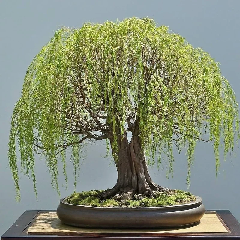 Bonsai Green Weeping Willow Tree Seeds - Thick Trunk Willow - 5 Count - Indoor & Outdoor - Image 2