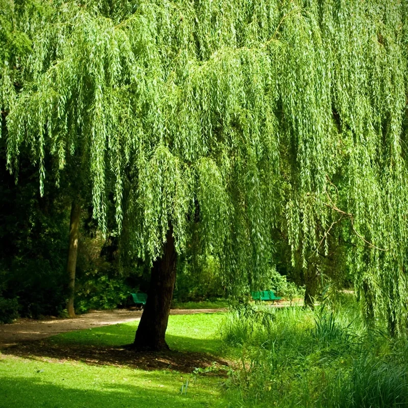 Bonsai Green Weeping Willow Tree Seeds - Thick Trunk Willow - 5 Count - Indoor & Outdoor - Image 3