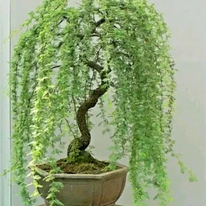 Bonsai Green Weeping Willow Tree Seeds - Thick Trunk Willow - 5 Count - Indoor & Outdoor - Image 1