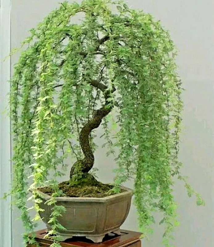 Bonsai Green Weeping Willow Tree Seeds - Thick Trunk Willow - 5 Count - Indoor & Outdoor - Image 1