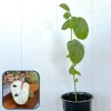 Booth Cherimoya Seedling Live Plant - 2 Feet Tall - Fruit Tree - Image 1