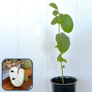 Booth Cherimoya Seedling Live Plant - 2 Feet Tall - Fruit Tree - Image 1