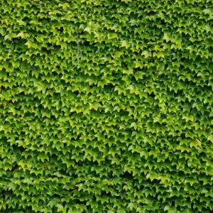 Boston Ivy Live Plant - Parthenocissus tricuspidata Veitchii - 2.5