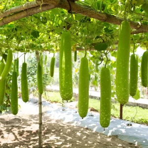 Bottle Gourd Seeds F1 - Non-GMO Vietnamese Star Gourd Seeds - Image 2