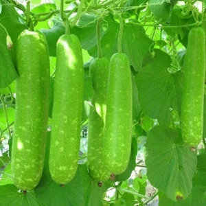 Bottle Gourd Seeds F1 - Non-GMO Vietnamese Star Gourd Seeds - Image 1
