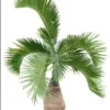 Bottle Palm Tree (Hyophorbe lagenicaulis) & Thatch Palm (Thrinax) Live Plants - 1 Gallon Duo - Image 1