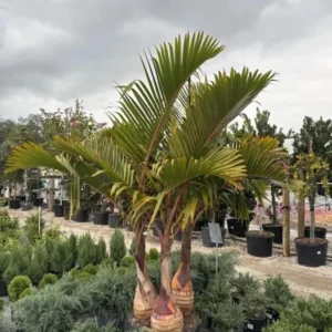 Bottle Palm Tree (Hyophorbe lagenicaulis) & Thatch Palm (Thrinax) Live Plants - 1 Gallon Duo - Image 2