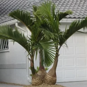 Bottle Palm Tree (Hyophorbe lagenicaulis) & Thatch Palm (Thrinax) Live Plants - 1 Gallon Duo - Image 3