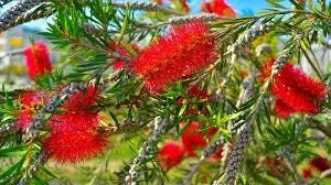 Bottlebrush Tree Live Plant – Half Gallon Pot – Outdoor Flowering Shrub - Image 2