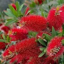 Bottlebrush Tree Live Plant – Half Gallon Pot – Outdoor Flowering Shrub - Image 3