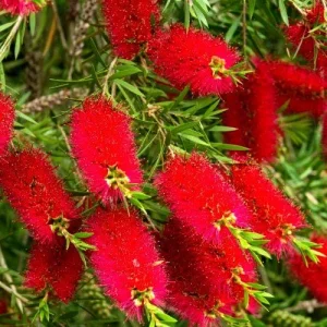 Bottlebrush Tree Live Plant – Half Gallon Pot – Outdoor Flowering Shrub - Image 4