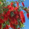 Bottlebrush Tree Live Plant – Half Gallon Pot – Outdoor Flowering Shrub - Image 1