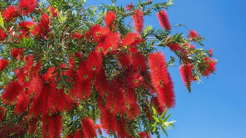Bottlebrush Tree Live Plant – Half Gallon Pot – Outdoor Flowering Shrub - Image 1