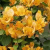 Bougainvillea California Gold Live Plant – 1-2 ft Tall – 3 Gallon Pot – Outdoor - Image 1