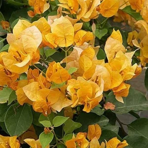 Bougainvillea California Gold Live Plant – 1-2 ft Tall – 3 Gallon Pot – Outdoor - Image 1
