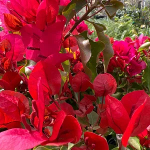 Bougainvillea Live Plant - 2ft Tall, 1 Gallon Pot - Orange & Red Blooms - Outdoor Vine - Image 2