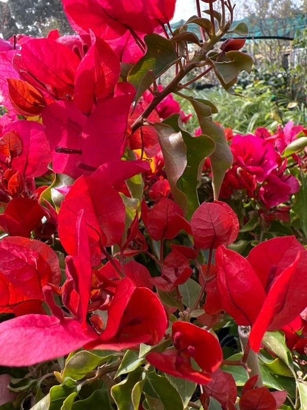 Bougainvillea Live Plant - 2ft Tall, 1 Gallon Pot - Orange & Red Blooms - Outdoor Vine - Image 2