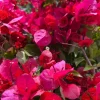Bougainvillea Live Plant - 2ft Tall, 1 Gallon Pot - Orange & Red Blooms - Outdoor Vine - Image 1