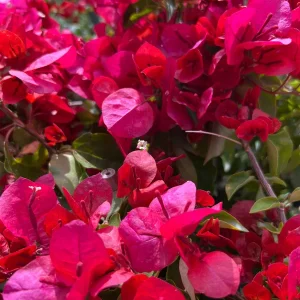 Bougainvillea Live Plant - 2ft Tall, 1 Gallon Pot - Orange & Red Blooms - Outdoor Vine - Image 1