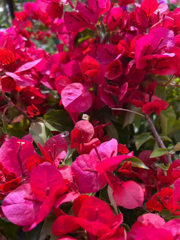 Bougainvillea Live Plant - 2ft Tall, 1 Gallon Pot - Orange & Red Blooms - Outdoor Vine - Image 1