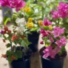 Bougainvillea Live Plant - 5 Colors in 1 Pot, 10-15 Inches Tall, Outdoor - Image 1
