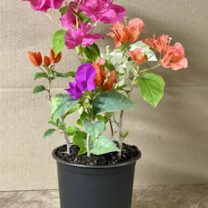 Bougainvillea Live Plant - 5 Colors in 1 Pot, 10-15 Inches Tall, Outdoor - Image 2
