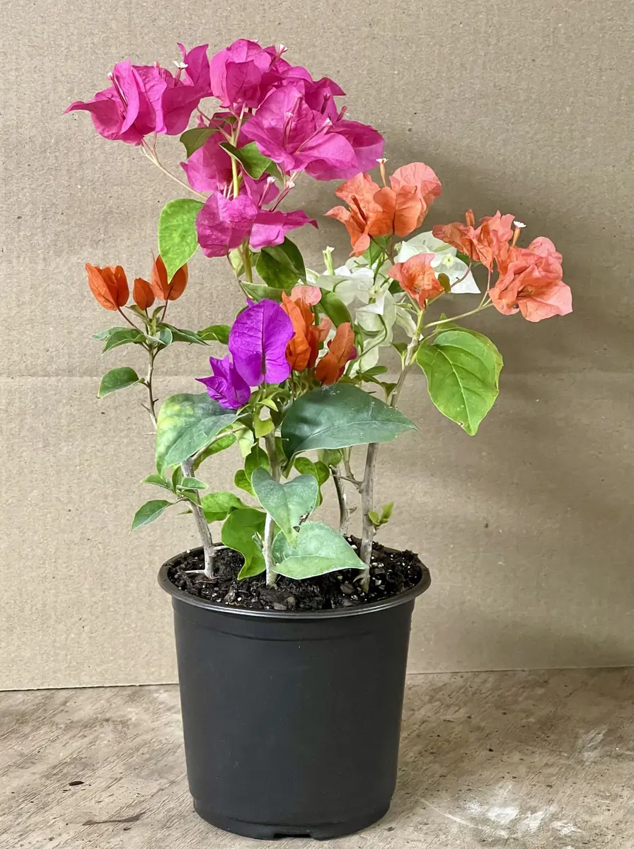Bougainvillea Live Plant - 5 Colors in 1 Pot, 10-15 Inches Tall, Outdoor - Image 2
