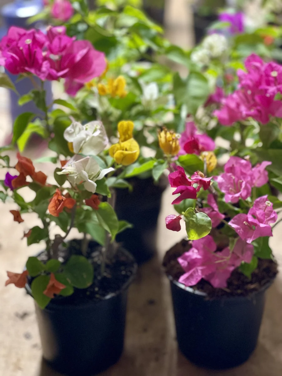 Bougainvillea Live Plant - 5 Colors in 1 Pot, 10-15 Inches Tall, Outdoor - Image 1