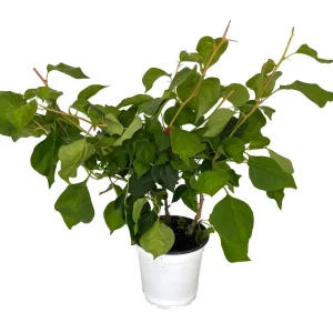 Bougainvillea Live Plant - Everblooming Vine - 4 Inch Pot - Indoor/Outdoor - Image 1