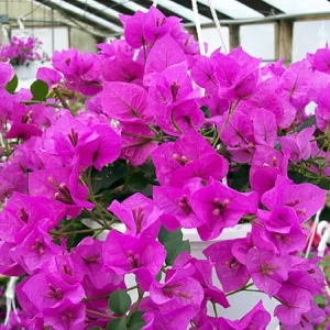 Bougainvillea Live Plant - Everblooming Vine - 4 Inch Pot - Indoor/Outdoor - Image 4