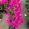 Bougainvillea Miami Pink Live Plant – 1-2 ft Tall – 1 Gallon Pot - Image 1