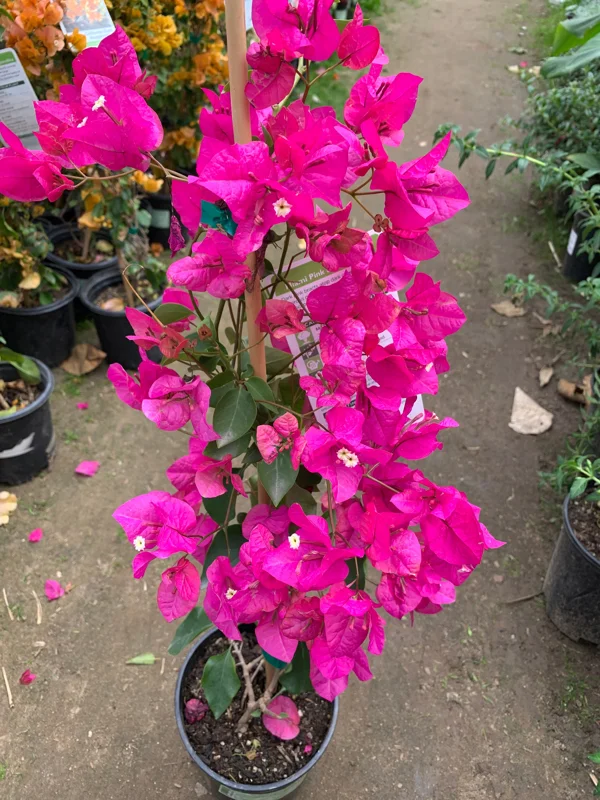 Bougainvillea Miami Pink Live Plant – 1-2 ft Tall – 1 Gallon Pot - Image 1