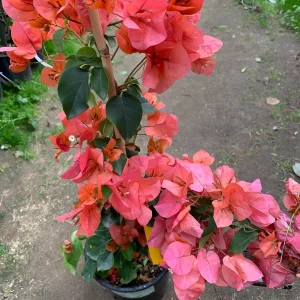 Bougainvillea Orange King Live Plant 1-2 ft Tall in 6