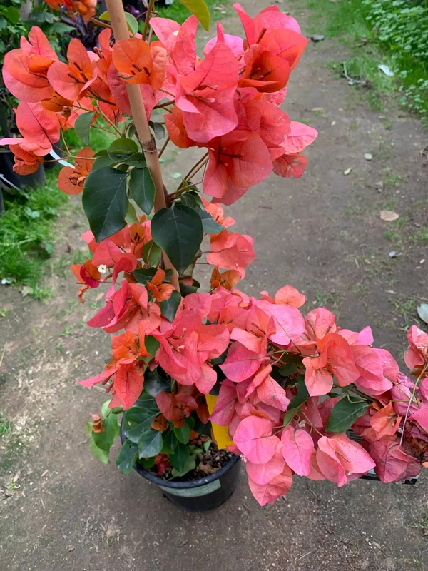 Bougainvillea Orange King Live Plant 1-2 ft Tall in 6" Pot - Image 1
