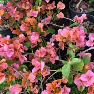 Bougainvillea Orange King Live Plant 3-4 Ft Tall in 3 Gallon Pot - Image 2