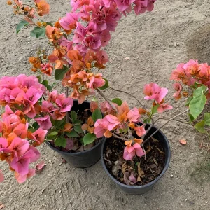 Bougainvillea Orange King Live Plant 3-4 Ft Tall in 3 Gallon Pot - Image 3