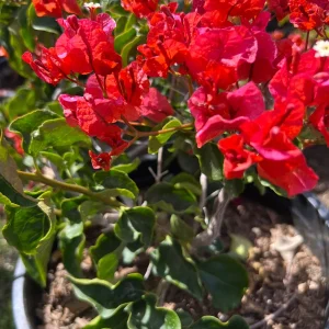 Bougainvillea Orange King Live Plant – Bush – 1 to 2 feet tall – 3 Gallon Pot – Outdoor Shrub - Image 2