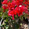 Bougainvillea Orange King Live Plant – Bush – 1 to 2 feet tall – 3 Gallon Pot – Outdoor Shrub - Image 1