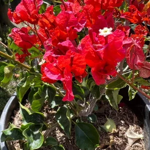 Bougainvillea Orange King Live Plant – Bush – 1 to 2 feet tall – 3 Gallon Pot – Outdoor Shrub - Image 1