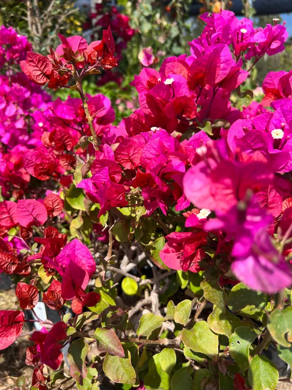 Bougainvillea Temple Fire Bush Live Plant – 1-2 ft Tall, 3 Gallon Pot – Outdoor Shrub - Image 2