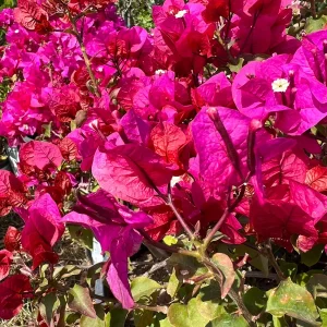 Bougainvillea Temple Fire Bush Live Plant – 1-2 ft Tall, 3 Gallon Pot – Outdoor Shrub - Image 1