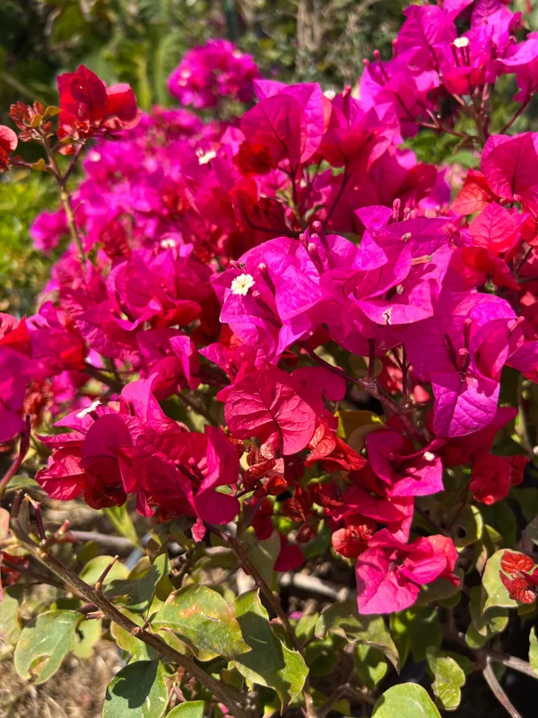 Bougainvillea Temple Fire Bush Live Plant – 1-2 ft Tall, 3 Gallon Pot – Outdoor Shrub - Image 3
