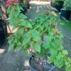 Bougainvillea Torch Live Plant - 1 Gallon Pot, 1 Foot Tall, Outdoor Shrub - Image 1