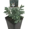 Boulevard Cypress Live Plant - Chamaecyparis - 2.5 inch Pot - Fairy Garden - Image 1