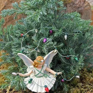 Boulevard Cypress Live Plant - Chamaecyparis - 2.5 inch Pot - Fairy Garden - Image 2